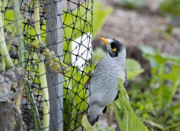 Bird Netting Tips for Preventing Bird Damages