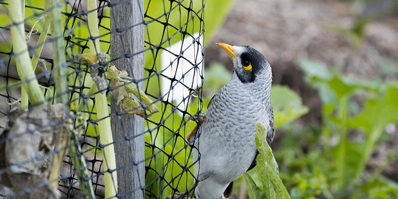 Bird Netting Tips for Preventing Bird Damages