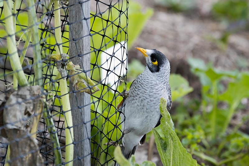 Bird Netting Tips for Preventing Bird Damages